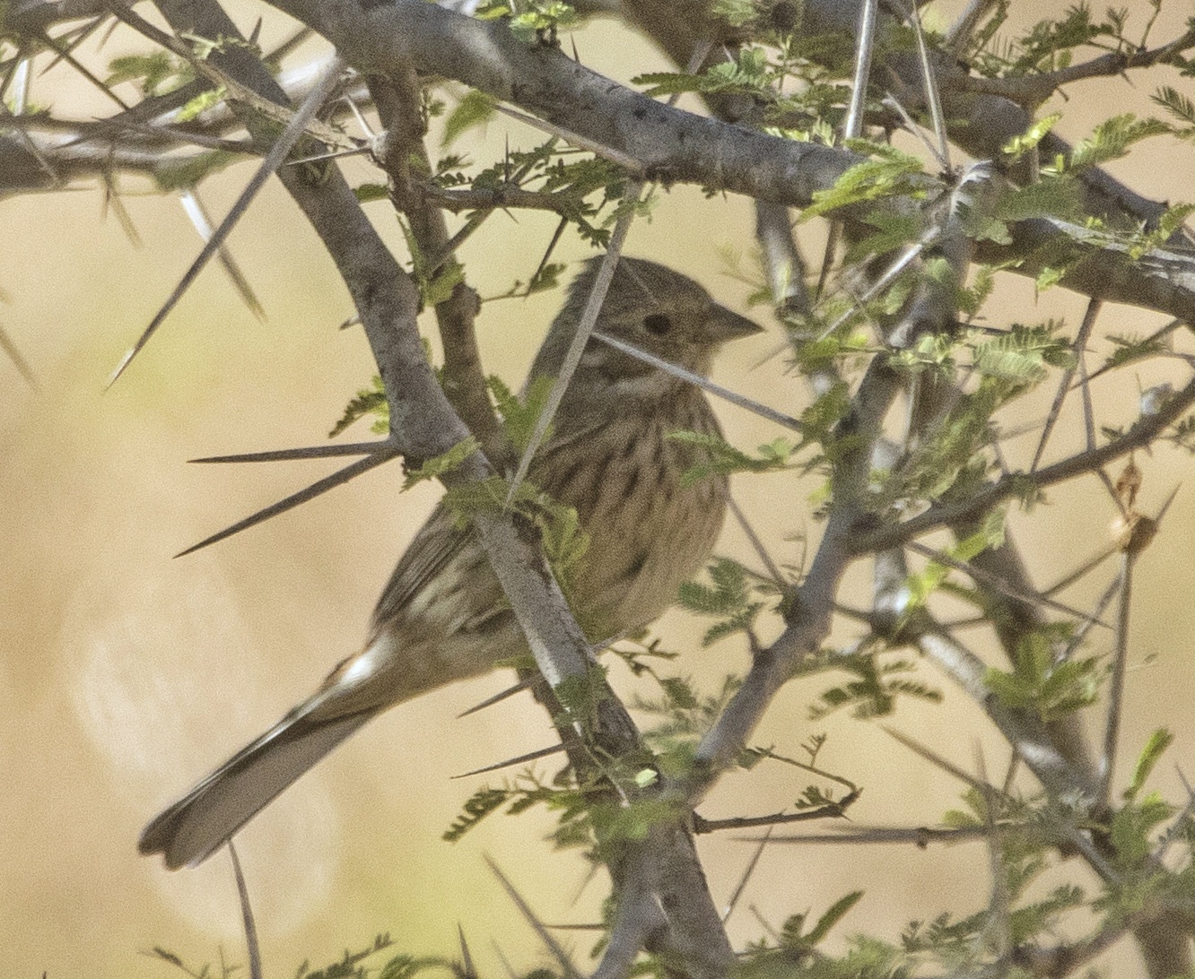 White-capped Bunting